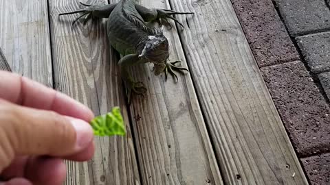 Feeding Iguana Lettuce at A Restaurant