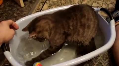 The cat takes a bath.