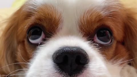 Dog's eyes DDDDD
