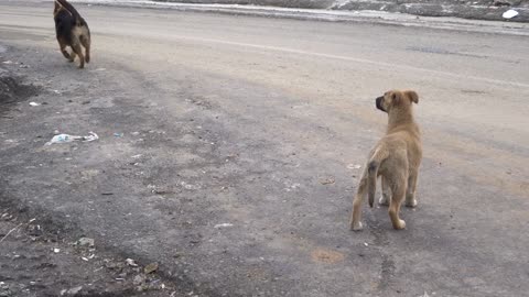 Dogs Waiting at the Roadside