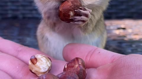 Chipmunk Fills Face With Hazelnuts