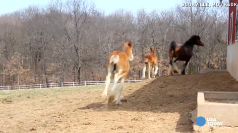 He’s Responsible For 70 Clydesdale Horses, Now Watch How He Looks After Them