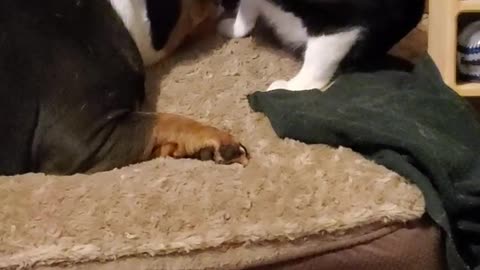 English Bulldog Lillie playing keep away with kitty's foot