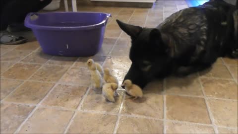 German Shepherd acts as lifeguard for swimming ducklings