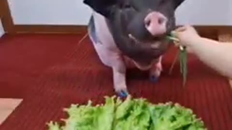 Cute litte pig eating fresh vegies.