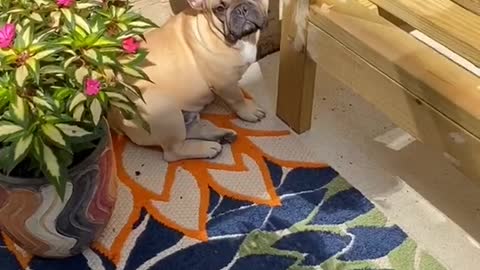 French Bulldog searches for the best spot for sunbathing