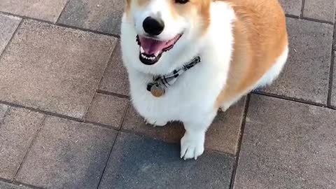 Corgi