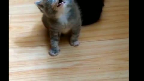 Cute Kitten Dozes Off,Funnily.