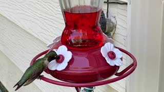 Hummingbird Feeding