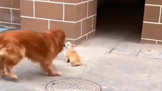 Best Funny Animal Videos 2022