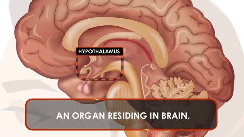 What is Thyroid Gland: Facts, Function & Diseases | Hypothyroidism | Hyperthyroidism