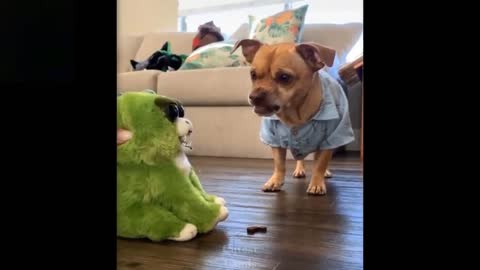 Cute Funny Cat and Dogs Playing with Toys