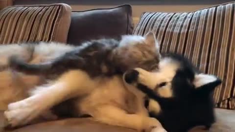 Cat and dog Play fighting