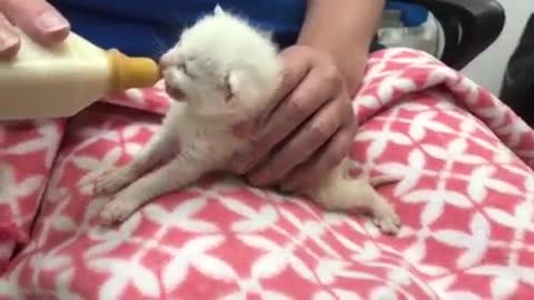 kitten feeding by milk bottle