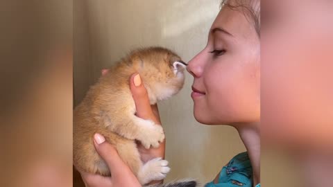 Kitten kissing