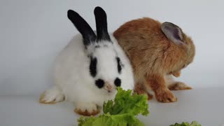 Lovely Rabbits