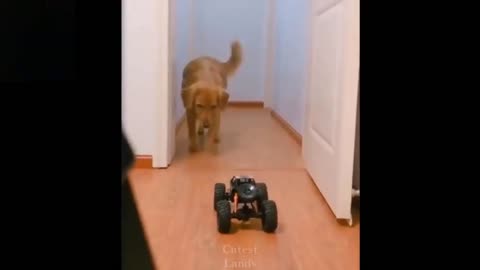 Cute Funny Golden Retriever Gets Scared At RC Toy Car😂