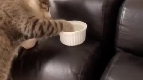 The cat appears to be eating noodles