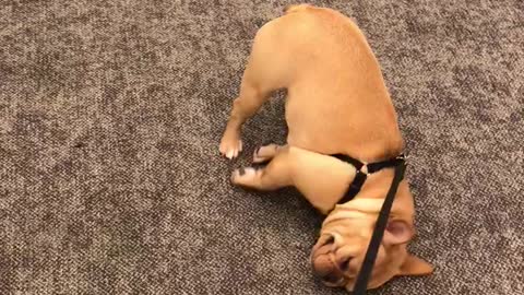 French Bulldog puppy not too thrilled for walk time