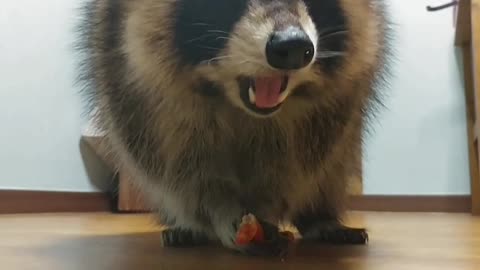 [Buriburi] Raccoon Eats Sausage♥