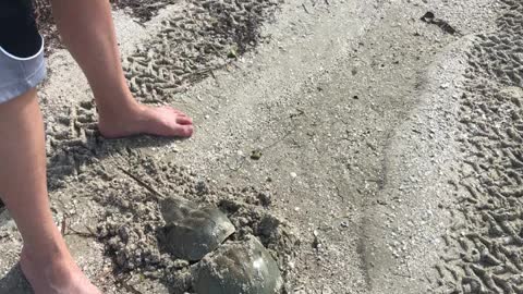 Somebody found not ONE but TWO live Horseshoe crab