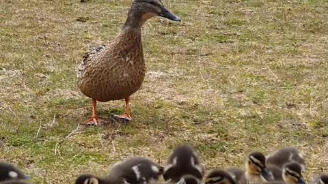 Wild Ducks Respond to Whistle