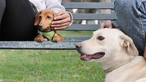 Two dogs resting with their owners on a park bench