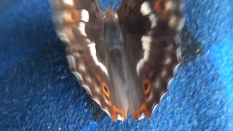 Butterfly-butterfly
