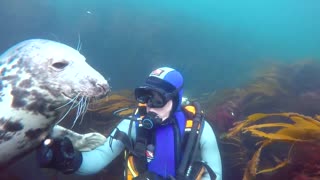 Incredibly friendly seal can't stop hugging scuba diver