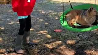 Adorable dog waits for his girl to swing him