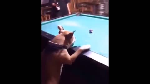 Cat vs Dog 2 the revenge of the funniest