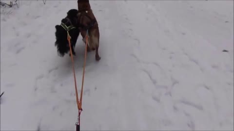 Great fun! Malinois and Border Collie pull dog sled