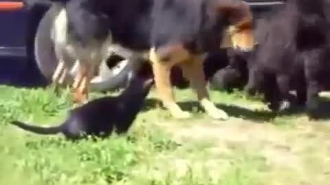 Police Dogs Break Up Cat Fight