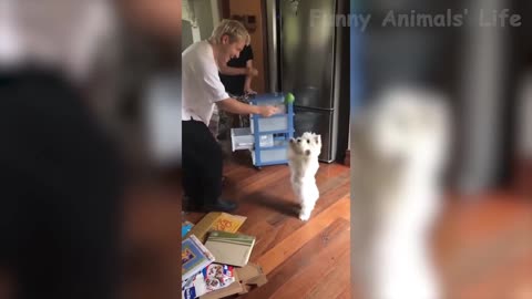 Dog dance and standing while the owner shaking the bells