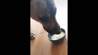 My dog loves yogurt.