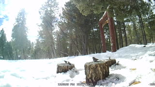 Birds in Snow!