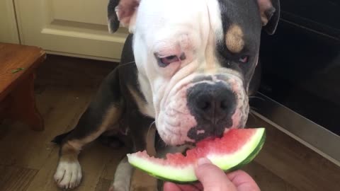 Bulldog puppy takes gentle bites of his watermelon treat