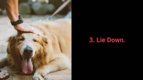 Training a DOG "Eliminate bad behavior in Dogs"