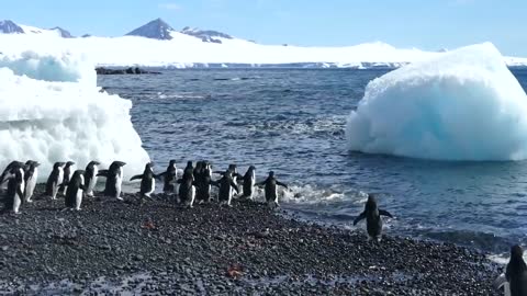 I am completely in love PENGUIN PARTY AT THE BEACH !!! (Antarctic style)