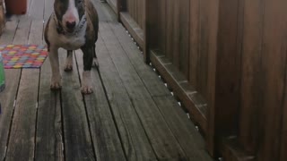 Funny dog video