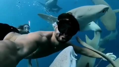Shark Attack🐋
