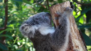 How Baby Koala Reacts When He Cannot Find Mother