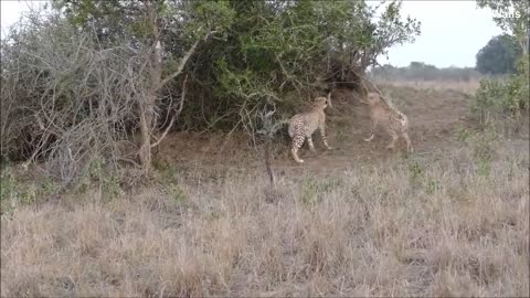 Cheetah vs Nyala Bull - The battle for survival