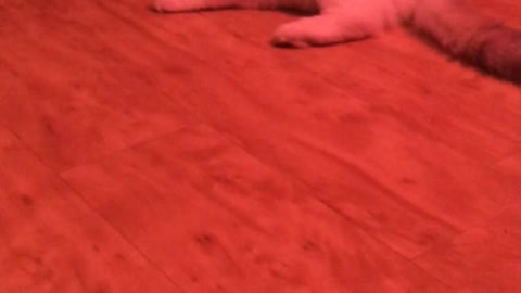 Fluffy white cat flips over while fighting dog