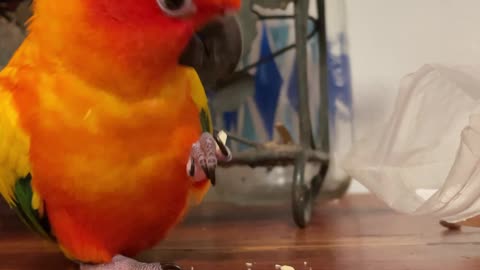 Parrot finds his favorite snack