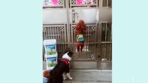 Dog opens a door