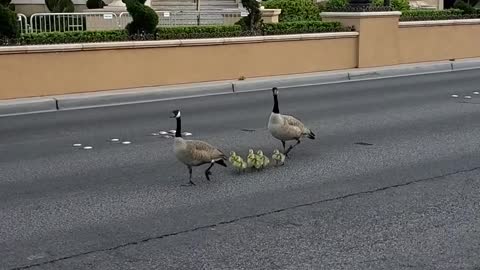 Geese Wandering Along the Las Vegas Strip