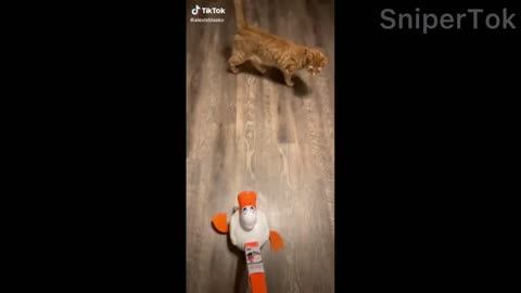 Cat Hates Owner Doing This To Him