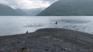 Orcas Come in Close to the Coast