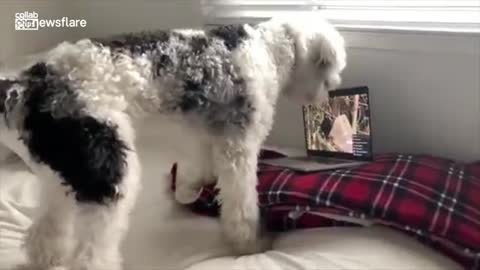 Dog gets very excited while watching TV for pets